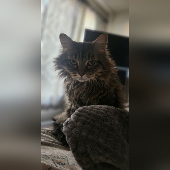 Like This Post To Be Notified When I Go Live - Picture 4 of 16